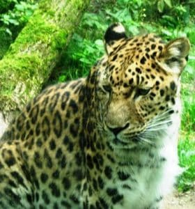 Patenschaft Amur-Leopard 2006 Zoo Zoologischer Garten Gemeinschaftsstiftung Mein Augsburg Rathaus Augsburger Stiftung für Bürger und Freunde der Fuggerstadt
